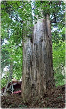 画像:荒屋新町秋葉神社のスギ