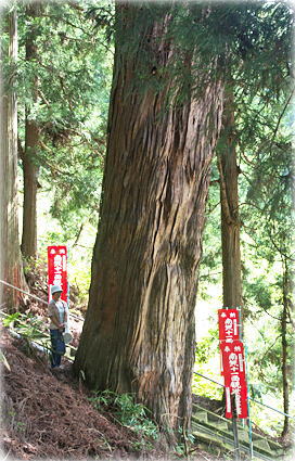 画像:芦沢観音のスギ(幹と並ぶ)