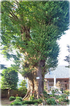 画像:仏性寺のイチョウ(本堂前のイチョウ)