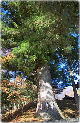 画像:二荒山神社中宮のスギ