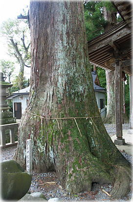 画像:だき灯籠の杉_2