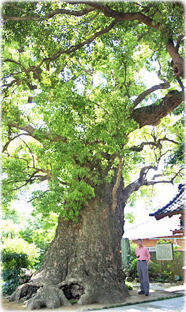 画像:伝宗寺の大クス(幹と並ぶ)
