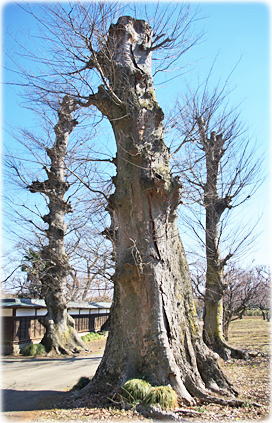 画像:道知のケヤキ