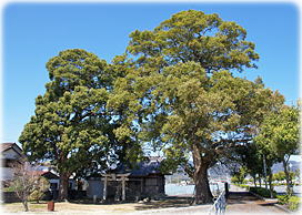 画像:道了神社のクスノキ(全景)