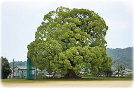 画像:胴塚の楠(全景)