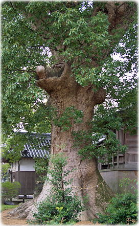 画像:船山神社のクス