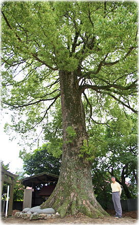 画像:伏原八幡神社のクスノキ(幹と並ぶ)