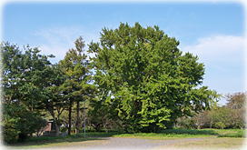 画像:願入寺のイチョウ(全景)