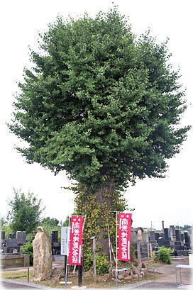 画像:銀杏寺のイチョウ(全景)