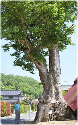 画像:服部八幡神社のムクノキ(幹と並ぶ)