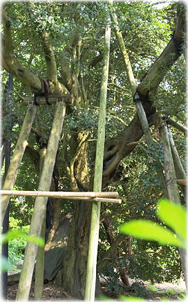 画像:平清水のひいらぎ