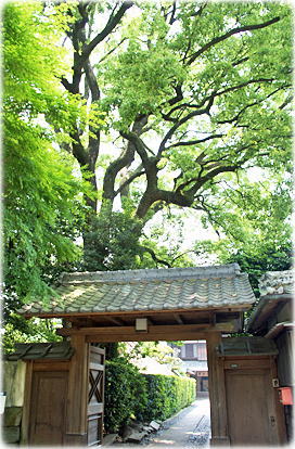 画像:広瀬公園のクスノキ