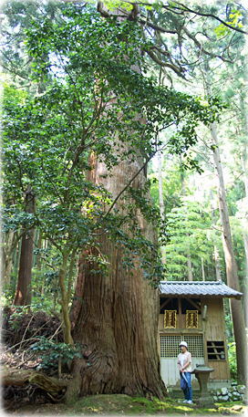 画像:樋曽日吉神社のスギ(幹と並ぶ)