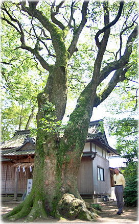画像:保内八幡神社のクスノキA(幹と並ぶ)