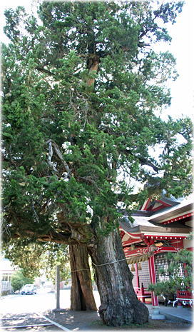 画像:八幡神社のイブキ_1