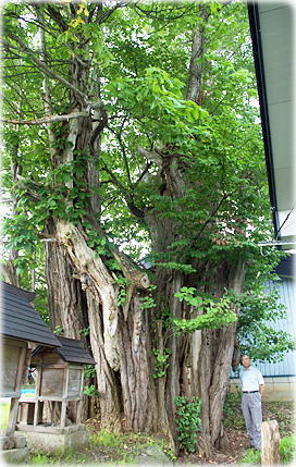 画像:一丁木の大イチョウ(幹と並ぶ)