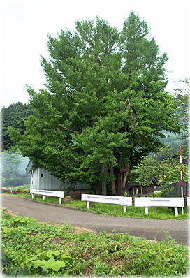 画像:一丁木の大イチョウ(全景)