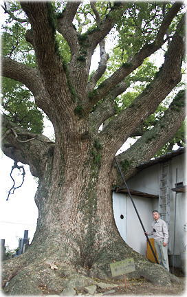画像:生木の地蔵クス(幹と並ぶ)