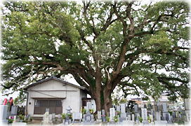 画像:生木の地蔵クス(全景)