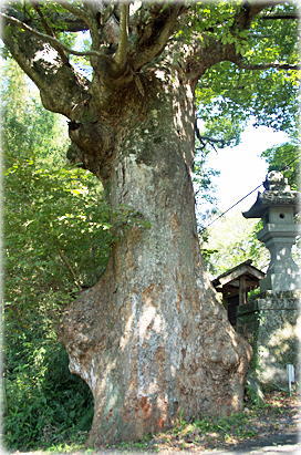 画像：稻村神社のケヤキ