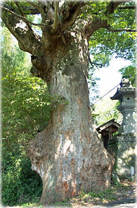 画像:稻村神社のケヤキ