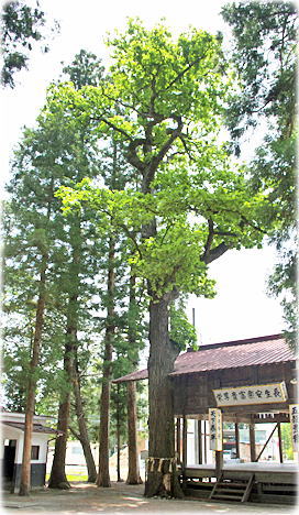 画像：一本木神社のカシワ（全景）