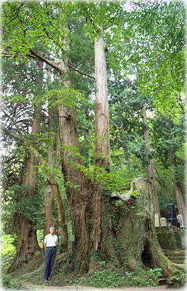 画像：入四間宿の五本杉（幹と並ぶ）