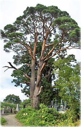 �摜�F�ΐ_�̃A�J�}�c