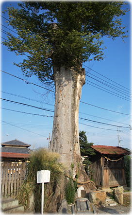 画像:石井神社のケヤキ