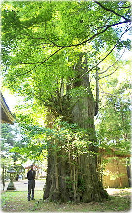 画像:岩松三島神社のイチョウ(幹と並ぶ)