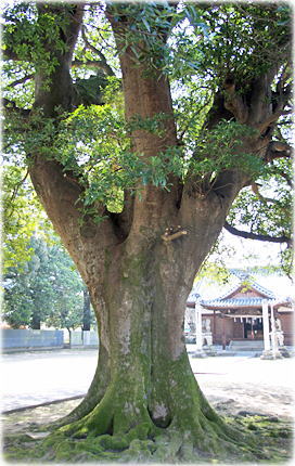 画像:石戸八幡神社のホルトノキ