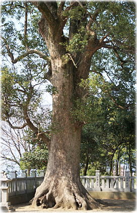 石戸八幡神社のクスノキ 画像:石戸八幡神社のクスノキ
