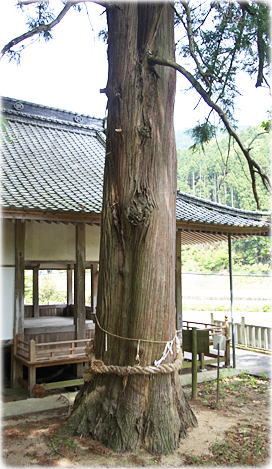 画像:烏帽子之森三島神社のスギ