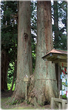 画像:居土熊野宮の夫婦杉
