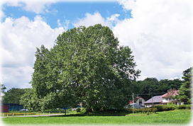 画像:蛇沼牧場のプラタナス(全景)