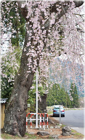 画像:亀倉神社の桜