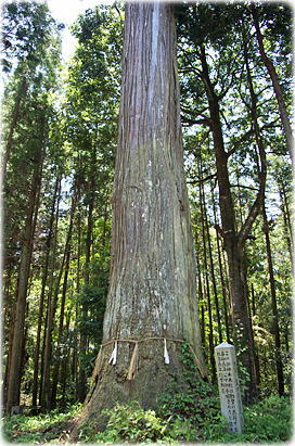 画像:亀鶴山八幡神社のスギ