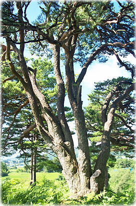 画像:上伊佐沢のホウキ松