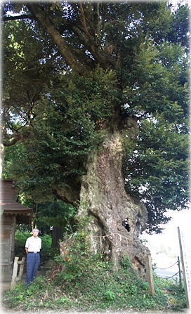 画像：神塚神社の椎の木（幹と並ぶ）