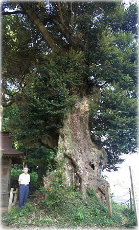 画像:神塚神社の椎の木(幹と並ぶ)