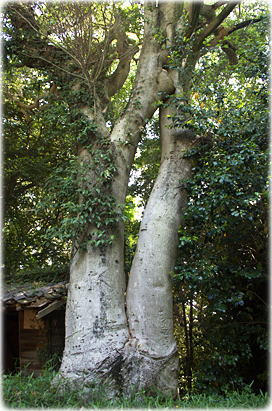 画像:加茂神社のクロガネモチ