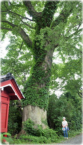 画像:熊野神社参道のケヤキ(幹と並ぶ)