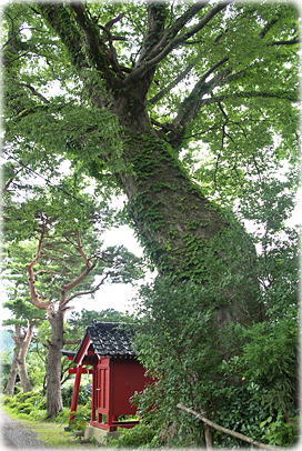 画像：熊野神社参道のケヤキ
