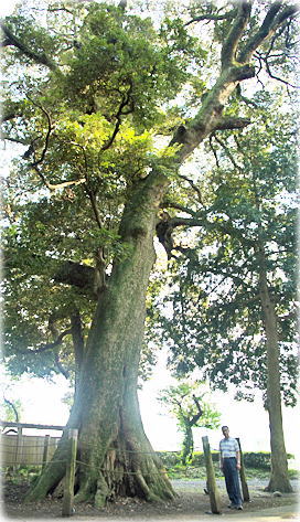 画像:笠原神社のスダジイ(幹と並ぶ)
