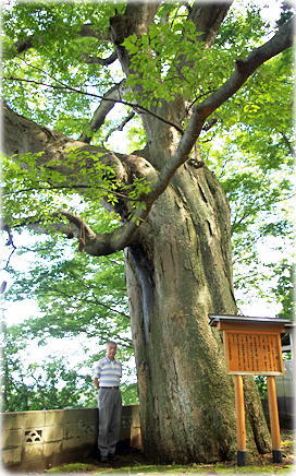 画像:潟保八幡神社のケヤキ(幹と並ぶ)