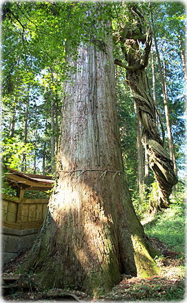 画像:石船神社のスギ