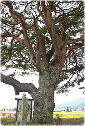 画像:川西の一本松