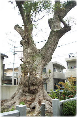 画像:川之江八幡神社のクスノキ