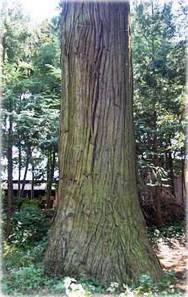 画像：木部稲荷神社のスギ