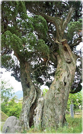 画像:北吉井のビャクシン
